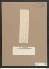Pleurosigma tenuirostre Grun. (de-Toni-Nr.: Genus 13, Species 1061) Zeichnungen Sammlung Grunow Nr. 1909 (NHMW-BOT-W0369032)